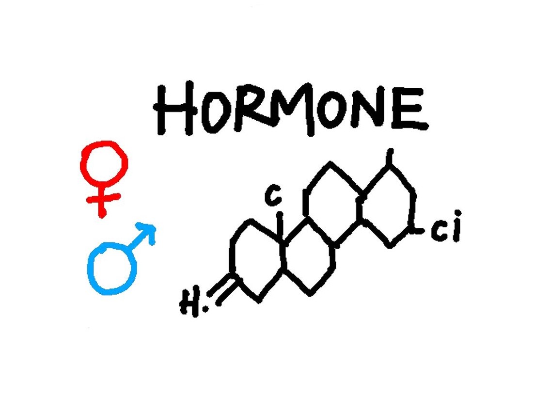 性ホルモン